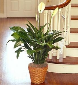 Peace Lily Floor Plant