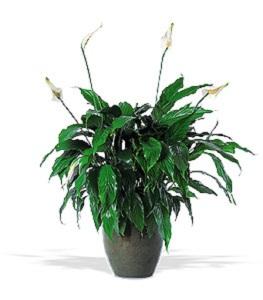 Spathiphyllum Plant