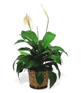 Peace Lily in a Basket